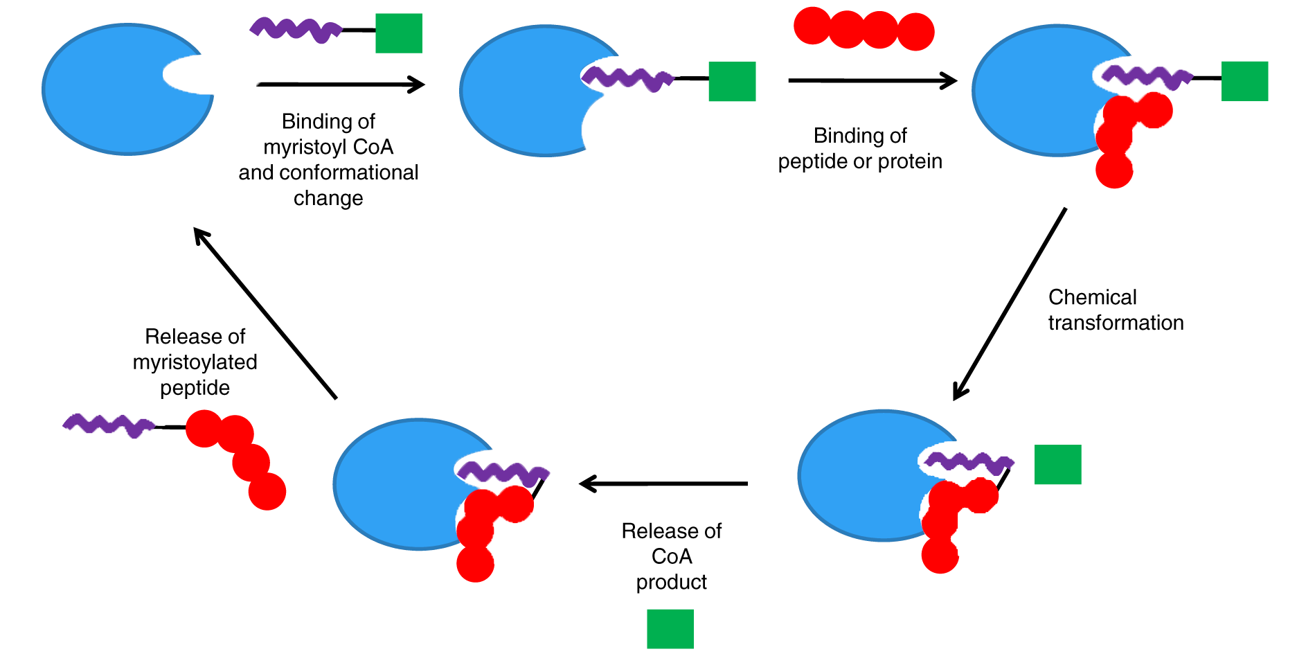 N-豆蔻酰修饰位点鉴定