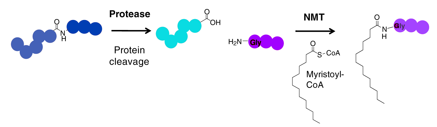 N-豆蔻酰修饰位点鉴定服务流程