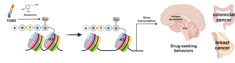 多巴胺蛋白组修饰化位点鉴定