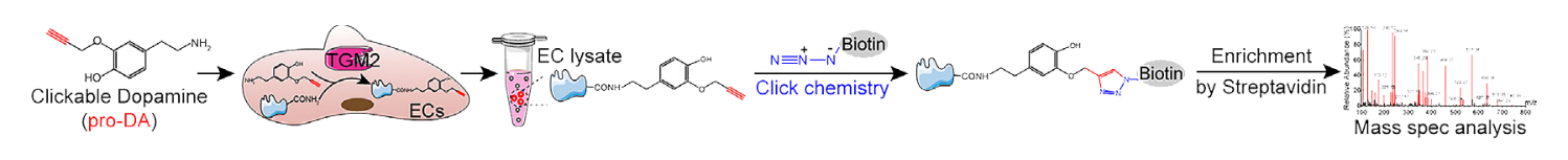 多巴胺蛋白组修饰化位点鉴定服务内容
