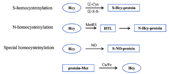 同型半胱氨酸蛋白组修饰位点鉴定