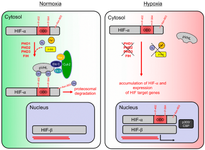 蛋白羟基化修饰组位点鉴定