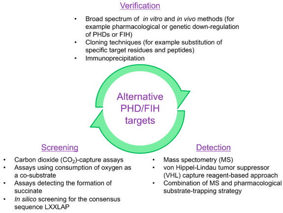 蛋白羟基化修饰组位点鉴定