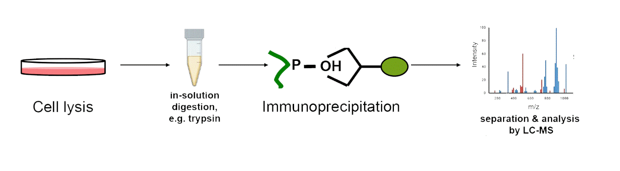羟基化修饰组学抗体法