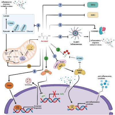 S-衣康酸蛋白组修饰位点鉴定