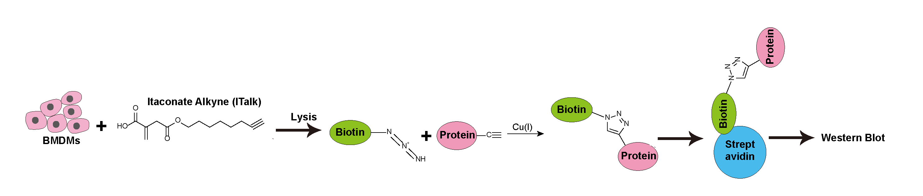 S-衣康酸蛋白组修饰位点鉴定服务内容